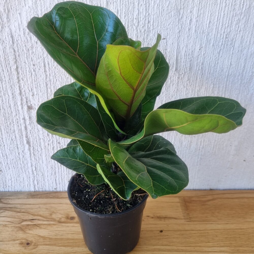 Dwarf Fiddle Leaf Fig 'Ficus Lyrata Bambino' 14-19cm