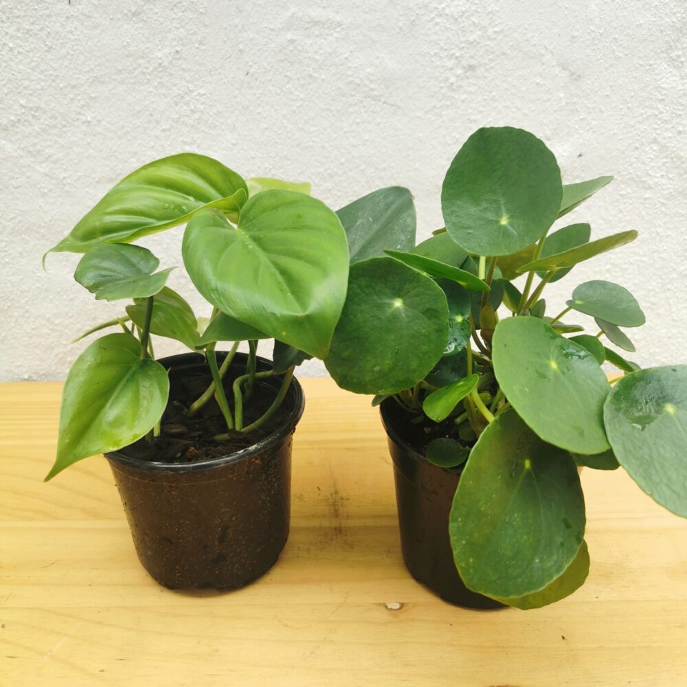 Combo - Heartleaf Philodendron & Chinese Money Plant