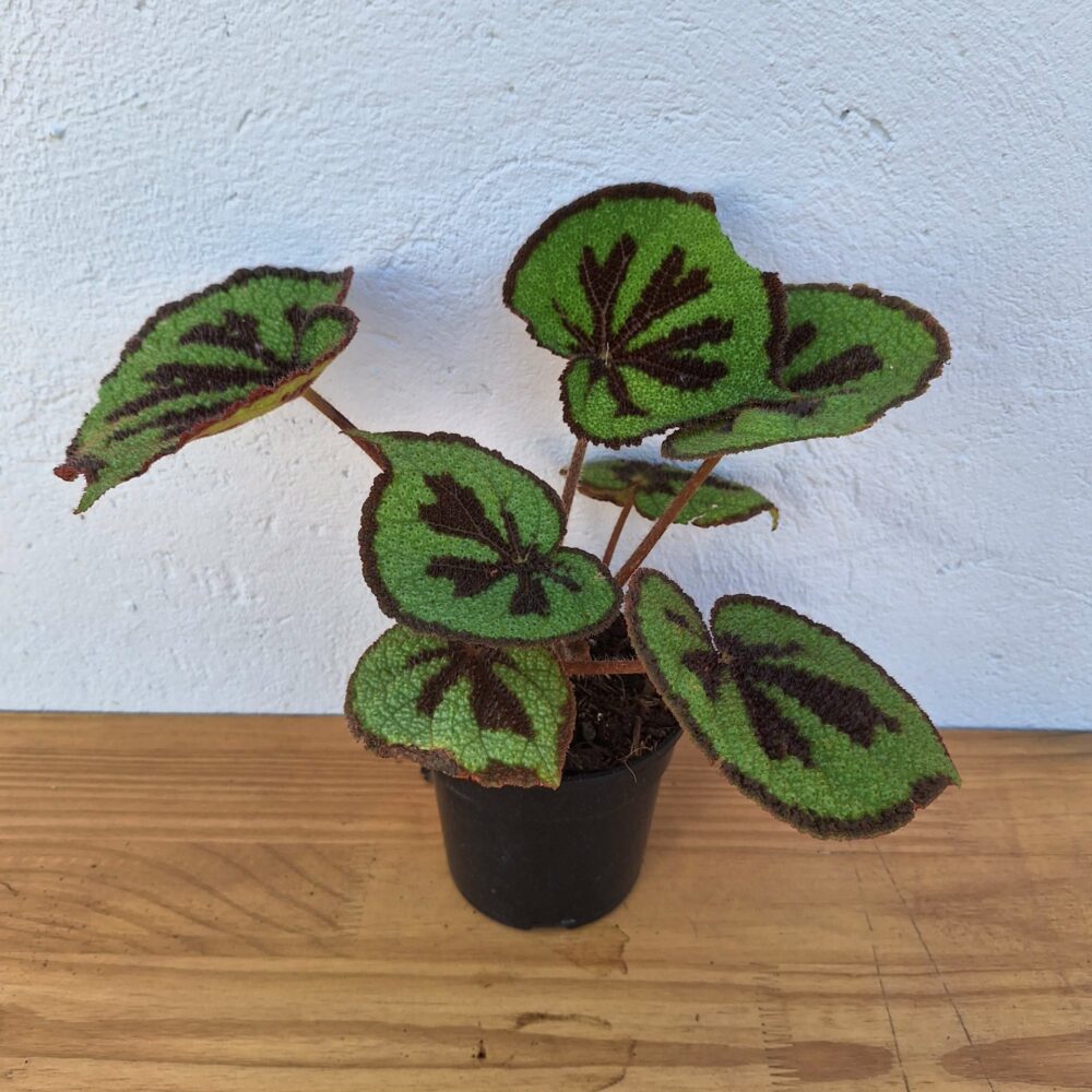 Iron Cross Begonia (Begonia Masoniana)