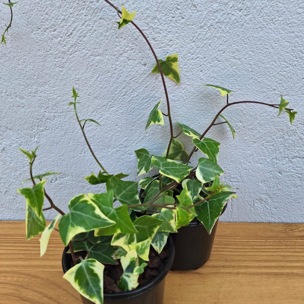 Variegated Ivy 'Senecio macroglossus Variegatus' 12cm