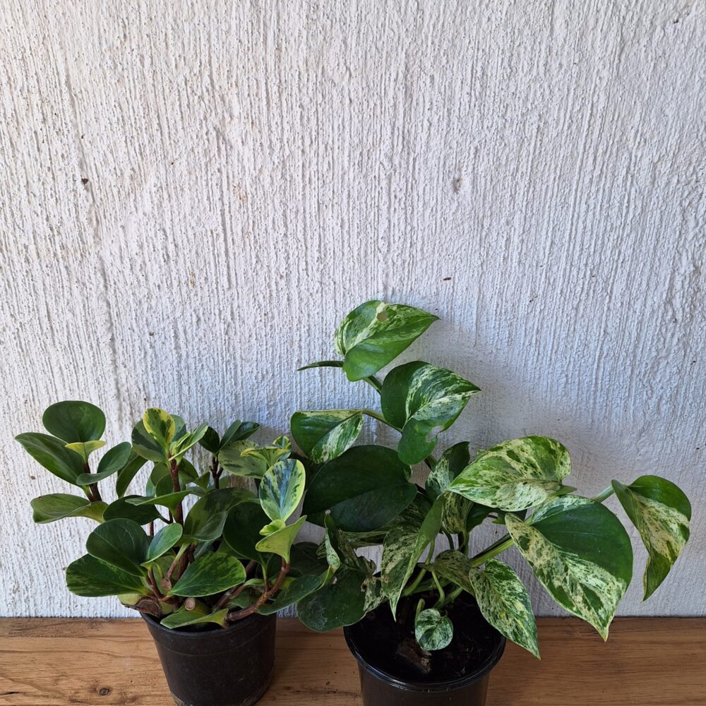 Jaw-Dropping Variegation Combo (Green Baby Rubber Plant + Marble Queen pothos) 12 cm nursery pots