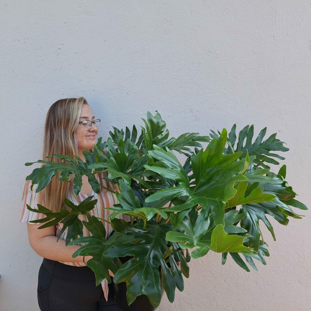 XXL selloum 30cm