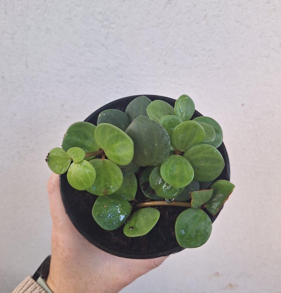 Peperomia Hope