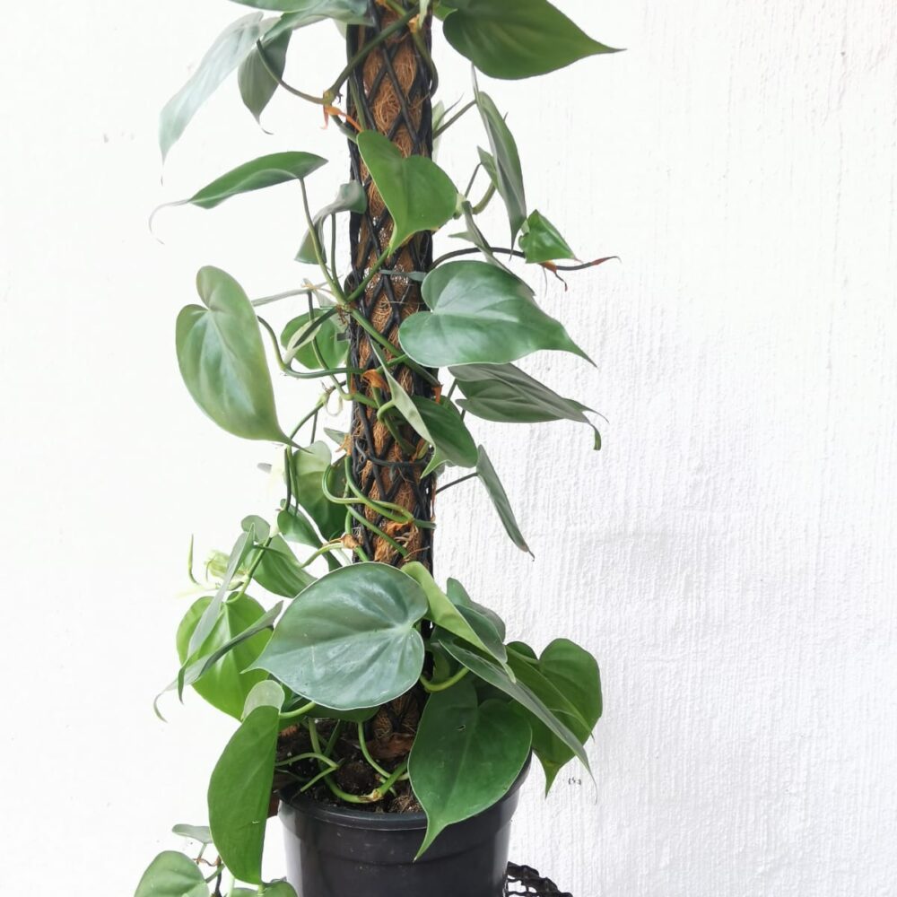 a plant in a pot vining using a totem or moss pole