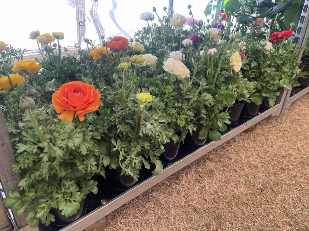 Ranunculus Asiaticus 'Mache' | Grow With The Flow Online Indoor Plant Shop