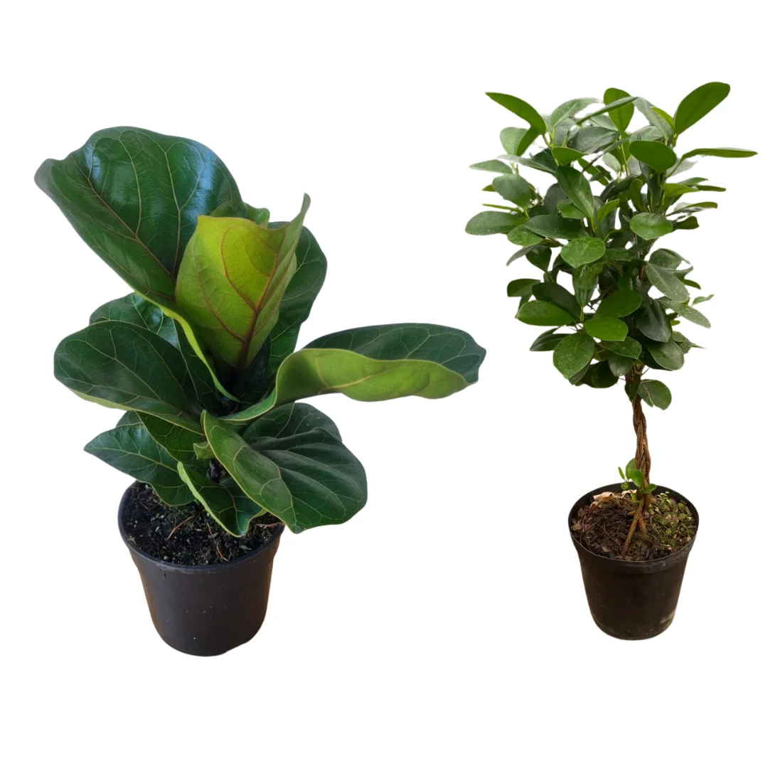 Combo - Elegant Ficus Foilage (Ficus Lyrata, Braided Ficus Mocalme) 19cm