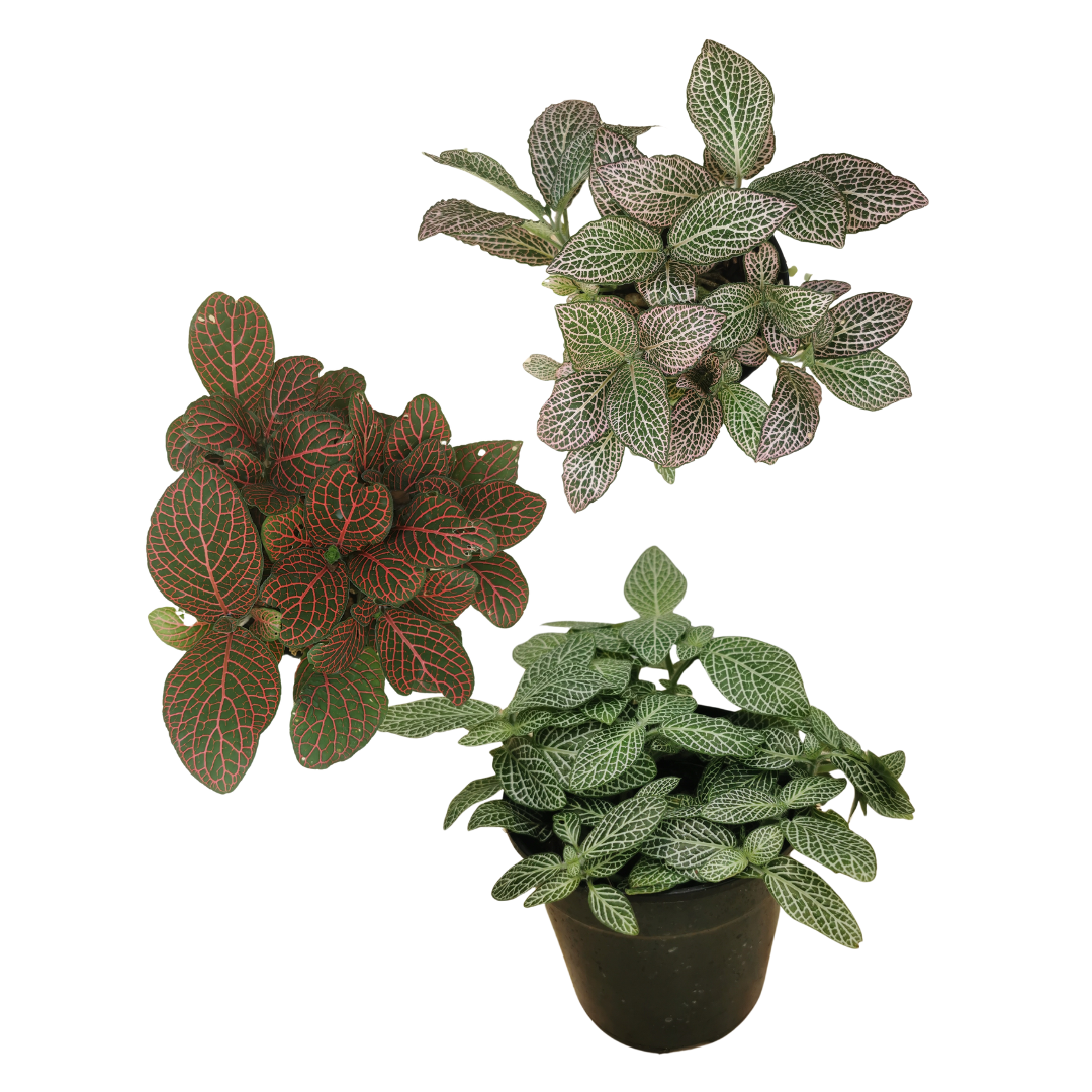 Combo - Nerve plants 'Fittonia albivenis' 12cm